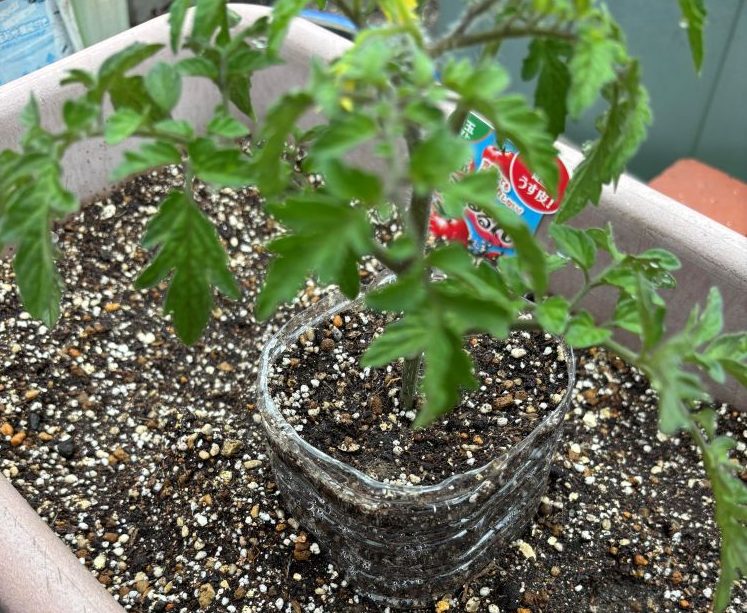 トマトの深植え