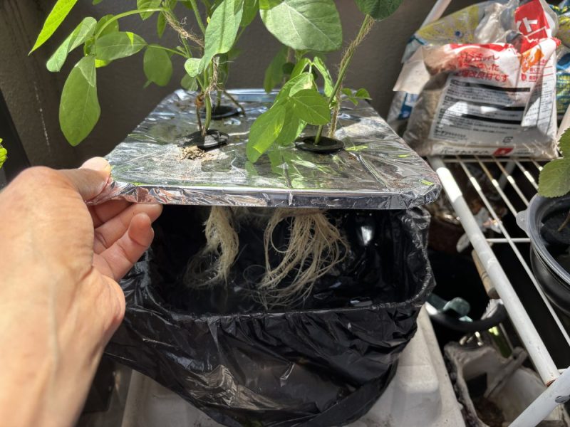 水耕栽培の枝豆の根