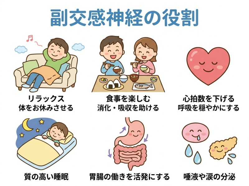 副交感神経の役割